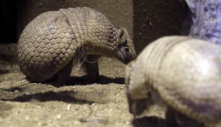 Summary: Last year was a period which succeeded in several first-ever breeding records within both the zoo and the Union of Czech and Slovak Zoos.