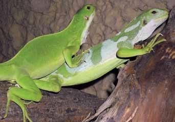 Leguán fidžijský (Brachylophus fasciatus) dvoudenní samec, foto: Richard Viduna podávané centimetrové cvrčky. Na této stravě zůstali několik týdnů, než začali přijímat i rostlinnou složku.