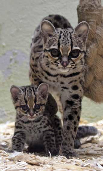 Prvoodchov margaye (Leopardus wiedii (Schintz, 1821)) v Zoo Jihlava The margay (Leopardus wiedii; Schintz, 1821) bred and reared for the first time ever in Jihlava Ing.