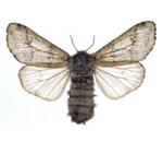 Adaptace bezobratlých -motýl Oporinia autumnata má populační cykly, související i s cykly lumíků.