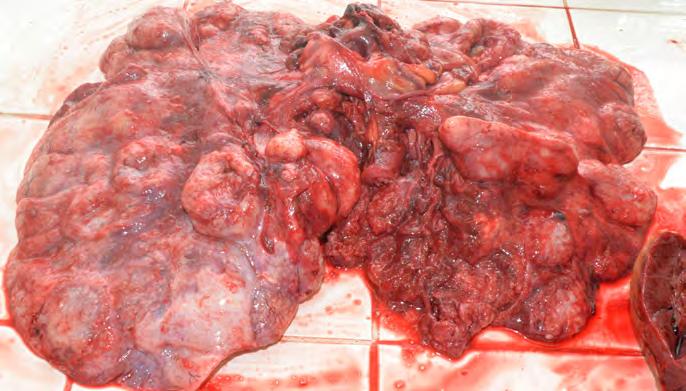 2 a reprodukčního aparátu slonů či dodiagnostikování všech příčin v rámci eutanazie orangutana, stejně jako preventivní diagnostiku možných zoonóz ošetřovatelů a zaměstnanců zoo, taktéž odběr