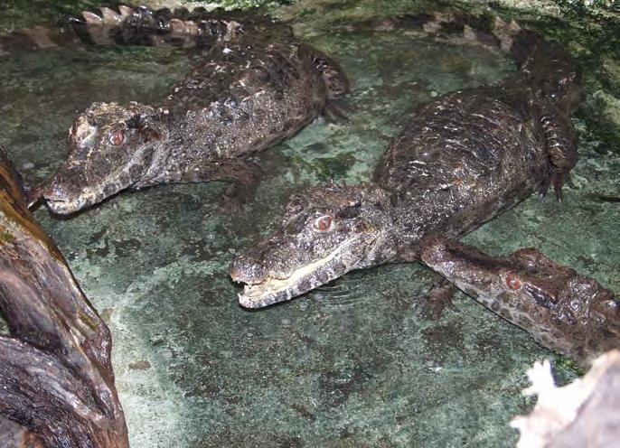 Chov a odchov kajmánků malých (Paleosuchus trigonatus) František Šubík Kajmánek malý (Paleosuchus trigonatus) je v přírodě rozšířen na poměrně velkém území Jižní Ameriky ve státech Bolívie, Brazílie,