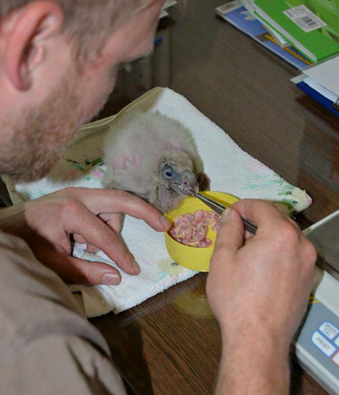 Odchov mláděte supa himálajského (Gyps himalayensis) pod samicí na hnízdě Ing.