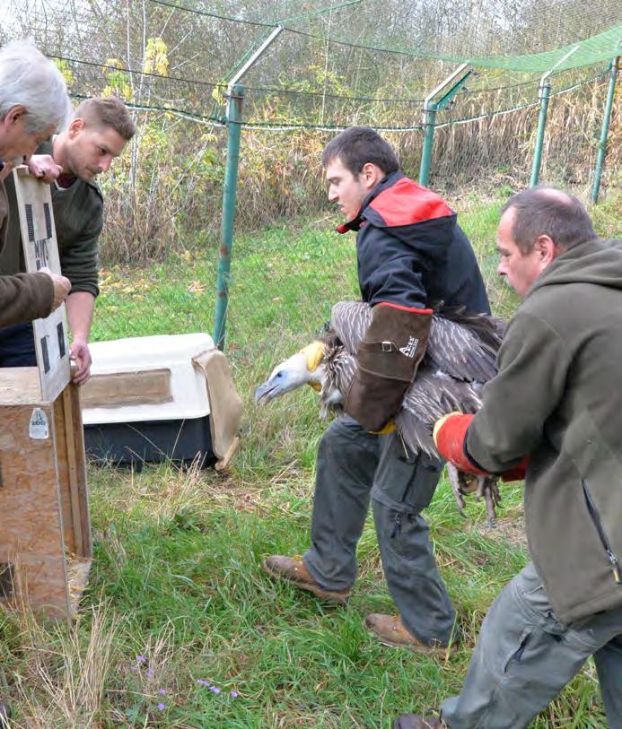 Naštěstí samice mláděti nic neudělala a po několika minutách mládě zasedla a zahřívala ho.
