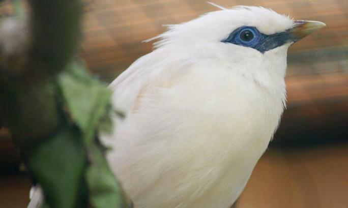 Prvoodchov majn Rothschildových Lukáš Ševcovic Majna Rothschildova (foto 1) je podle IUCN klasifikována jako kriticky ohrožený druh CR (Critically Endangered).