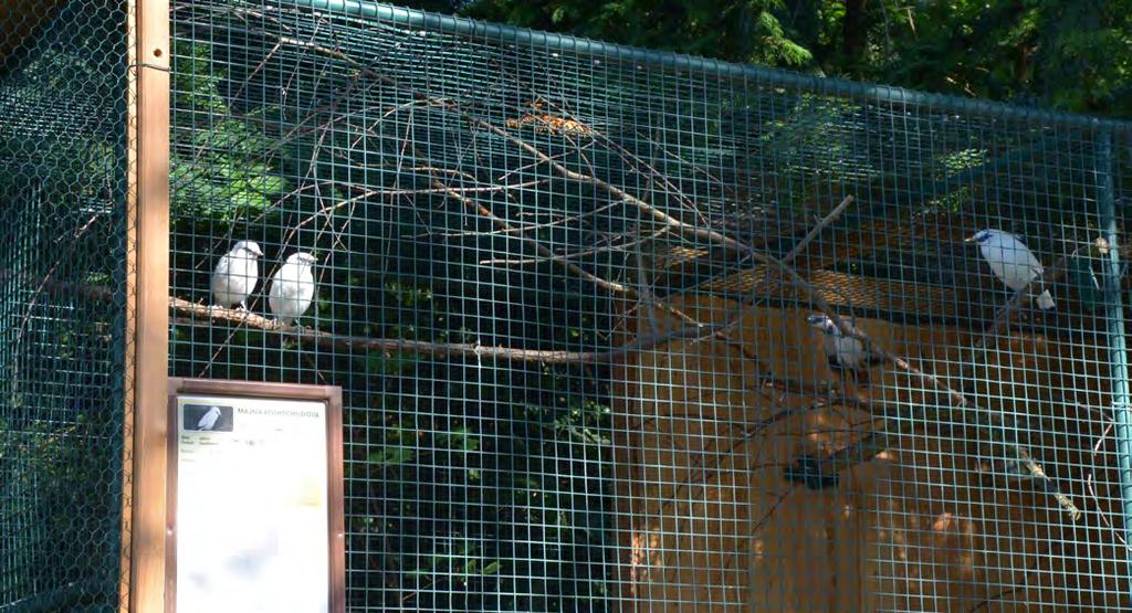 byla mláďata krmena rodiči, ale 10. 8. bylo vidět, že by už chtěla žrát sama. Ani jeden z rodičů je ale nepouštěl k misce s potravou, a dokonce ani do prostoru budky.