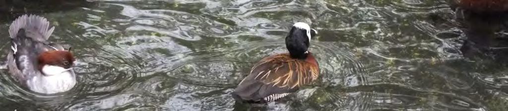 Chov morčáků malých (Mergelus albelus) Lukáš Ševcovic 1 Morčáky chová naše zoologická zahrada od roku 2011 a spolu s ostatními vrubozobými ptáky obývají výběh vodního ptactva (foto 1).