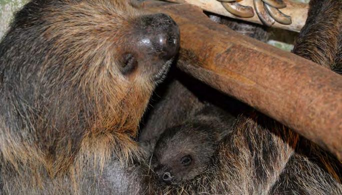 Odchov mláděte lenochoda dvouprstého (Choloepus didactylus) Ing. Eliška Barcalová Mládě lenochoda, které jsme museli částečně odchovat uměle, se narodilo 1. 1. 2017 matce jménem Máma (foto 1).