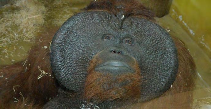 Orangutan bornejský (Pongo pygmaeus) Ňuňák, jeho zdravotní stav a následná eutanazie Jana Klementová Dne 14. 12. 2016 se narodila orangutaní samička. Bohužel 11. 2. 2017 uhynula, příčinou byl úraz na hlavě.