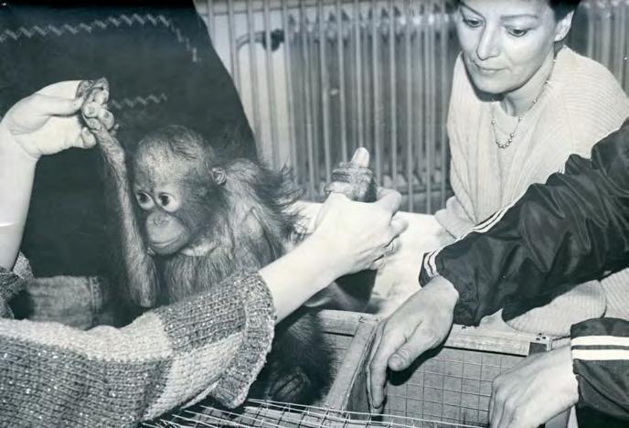 Ohlédnutí za Ňuňákem Petr Skalka veterinární lékař na odpočinku 1 2 34 Na konci roku 2017 skončila životní pouť orangutana Ňuňáka, který se za dlouhých třicet let stal ikonou ústecké zoologické