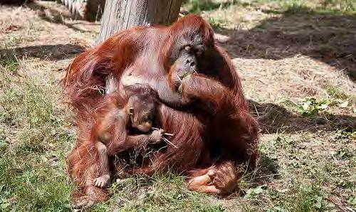 ředitelka. Ukázala mu opičí obydlí a vyložila, jaké změny by byly žádoucí. Z herny je zvědavě pozorovali oba orangutani. Návštěvy pro ně byly vítaným zpestřením, i když k nim příliš často nedocházelo.