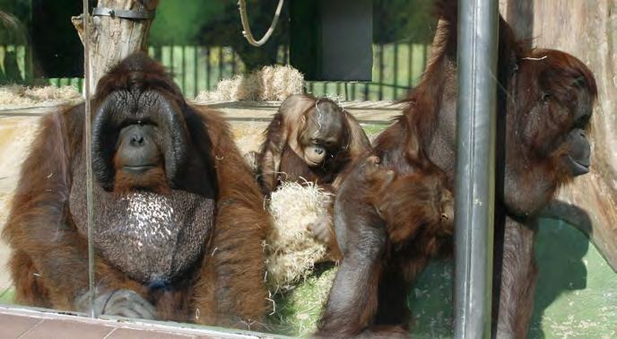 Paní ředitelka zareagovala, ale bylo už pozdě. Člověk orangutana nepřemůže, a tak se bunda sunula neúprosně dovnitř. Ředitelka zachránila alespoň mobil a peněženku a svršek obětovala opičákovi.