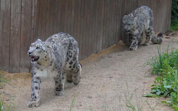 Činnost zoologického útvaru Ing. Lukáš Štěrba K 31. 12. 2017 naše zoo chovala celkem 235 druhů v počtu 1520 jedinců, což je o 9 druhů a o 328 jedinců více než v předešlém roce.
