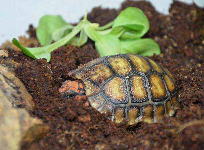 7 8 Kolegové ze Zoo Zlín nám přivezli své mládě, které jsme podložili pod samici. U samice se naštěstí projevily mateřské instinkty a mládě dokázala odchovat.