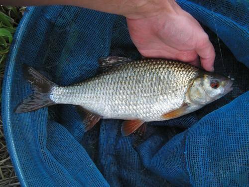 obvyklé maximum: do 1 kg rekordní hodnoty: kolem 2 kg Typické znaky vysoké ploché tělo, vyklenutá hřbetní ploutev, drsné kosti, chybí vousky Výskyt v ČR Tůně, rybníky a jiné stojaté vody na většině