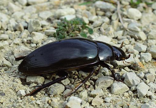 76 A c t a C a r p a t h i c a O c c i d e n t a l i s 7 T r á v n í č e k D. Obr. 6: Vodomil černý (Hydrophilus piceus) patří ke kriticky ohroženým druhům fauny České republiky. Foto D. Trávníček.