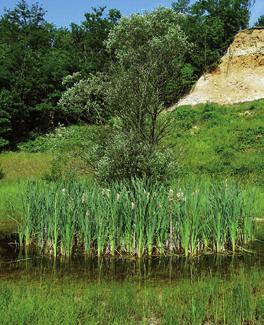 Hned v následujícím roce se ve vzniknuvším jezírku objevili v hojném počtu čolek velký (Triturus cristatus) a čolek obecný (Lissotriton vulgaris), kteří zde našli ideální podmínky ke svému životu