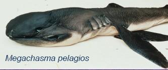 Etmopterus perryi (1985, m:17 cm, f: 19