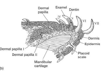 chrup heterodoncie (Carcharhinus (horní>dolní), Hexanchus