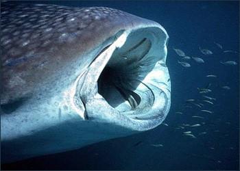obrovský (velrybí) Manta birostris - rejnok obrovský