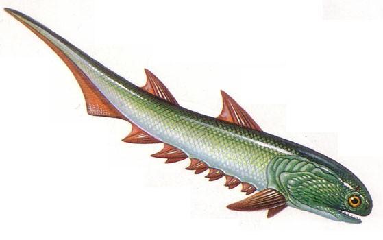 Acanthodii - trnoploutví směs primitivních znaků a znaků jako u ryb