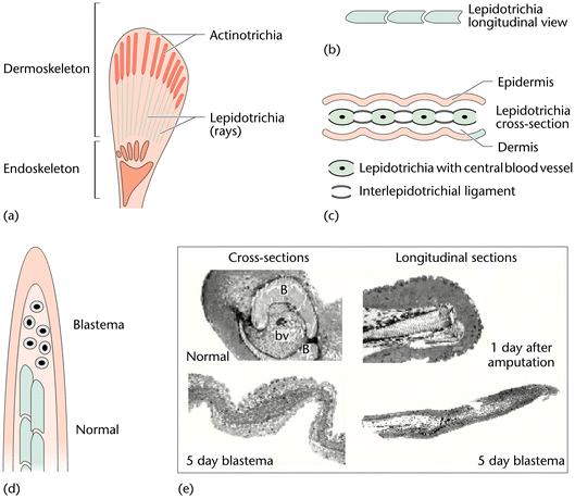Apomorfie čelistnatců s kostní tkání Osteognathostomata Monophylum: Actinopterygii+ Sarcopterygii Jícnová vychlípenina (ventrálně plíce, dorzálně plynový měchýř) Ztráta interbranchiálních přepáţek