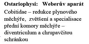 Ostariophysi - 6500 druhů, máloostní Cipriniformes, sumci Siluriformes cykloidni šupiny poţerákové zuby, přeměnou 5.