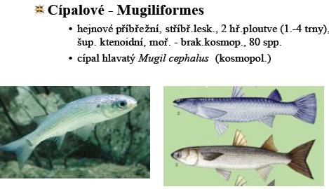 Mugiliformes-cípalové hejnové pobřeţní, 2 hřbetní