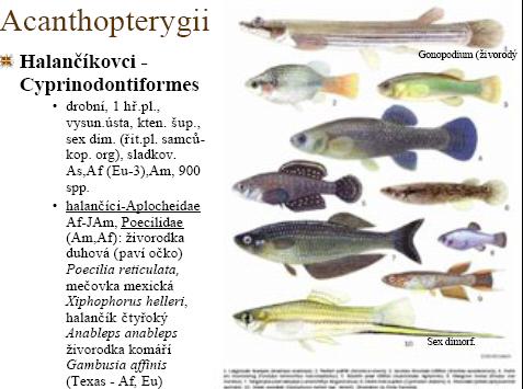 sladkovodní velké jikry, 300 druhů Acanthopterygii