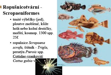 1300 druhů Scorpaena scrofa - ropušnice perutýn Pterois spp.