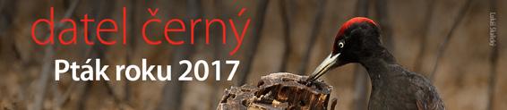 JSME VIDĚT c c Spustili jsme nový moderní web, který se nachází na staré známé adrese www.birdlife.cz.