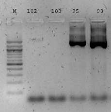 Teplotní profil pro primery SG34U a SG34L zahrnoval: počáteční denaturace 2,5 min 94 C 30 cyklů: 30 s 94 C 1 min 55 C 2 min 72 C konečná elongace 5 min 72 C stop 4 C PCR produkty se rozdělují na 1,5%