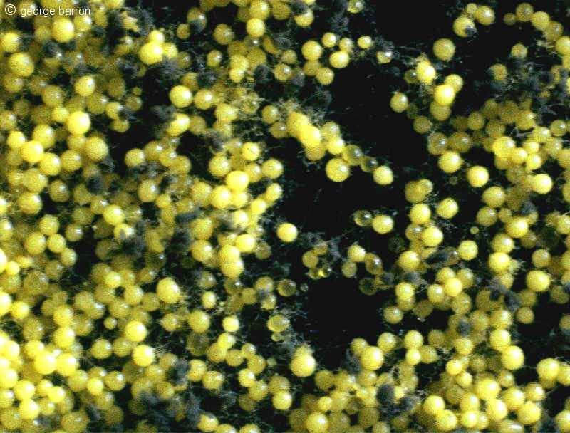 Aspergillus mikroskopické znaky Pohlavní stádium