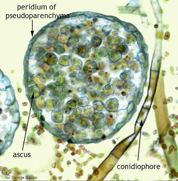 kleistothecium teleomorfa Eurotium, Emericella,