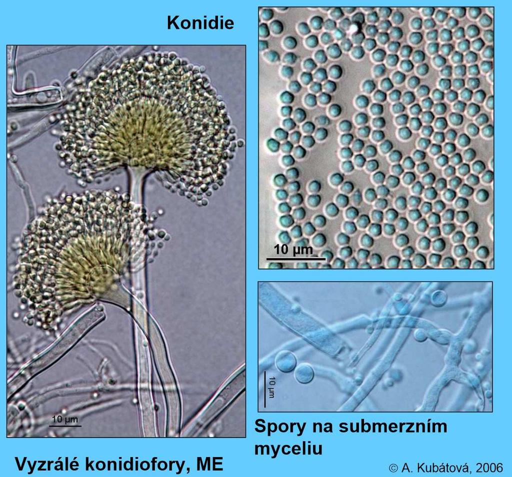 Aspergillus terreus konidiofory biseriátní, hladké s téměř kulovitým měchýřkem