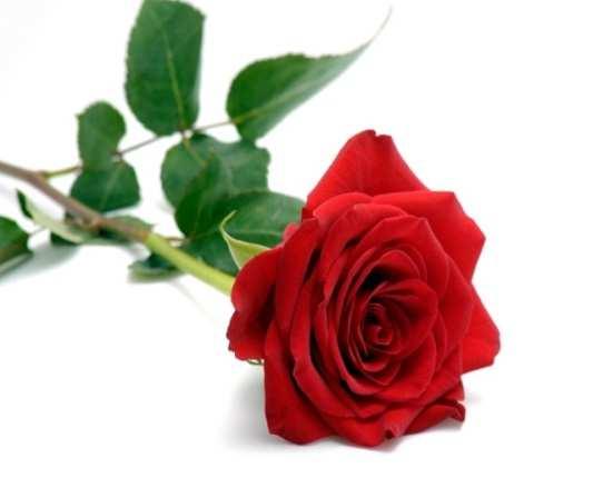 Příloha 7: Růže ( Rosa