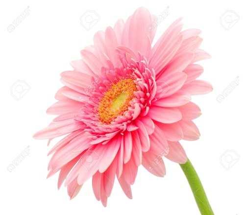 Chrysanthemum cz
