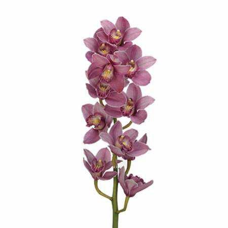 Příloha 13: Cymbidium