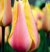 T3856 TEMPLES FAVOURITE T3852 BLUSHING BEAUTY T3853 HOCUS POCUS T3851 BLUSHING LADY