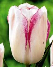 T3852 BLUSHING BEAUTY - světle červený na žlutém podkladě, zlatožlutý lem.