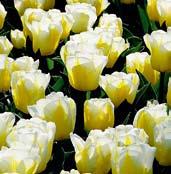 V tomto katalogu najdete celou škálu širokého rodu tulipánů - více jak 500 druhů! Osvědčené kultivary, novější odrůdy, poslední novinky.