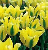 T4527 YELLOW SPRINGGREEN T4526 VIRICHIC T6003 BLUE PARROT T4522 VIOLET BIRD orchideově