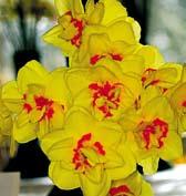 N4007 DOUBLE FASHION N4067 FLOWERDRIFT N4037 EASTERTIDE N4005 DELNASHAUGH N4044 DOUBLE FORTUNE N4005 DELNASHAUGH