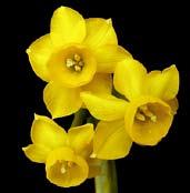 BOTANICKÉ NARCISY Tyto botanické druhy a hybridy zahrnují ostatní skupiny narcisů.