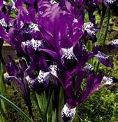 I8647 SPOT ON I8600 KOLEKCE RETICULATA I8604 FRANK ELDER I8645 FINOLA I8646 SCENT SATIONAL I8631 RHAPSODY