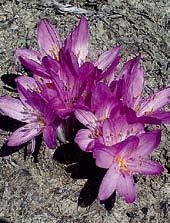 O0043 ROSY WONDER O0012 VIOLET QUEEN O0047 JARKA O0005 byzantinum O0005 byzantinum