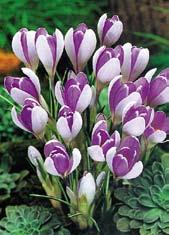 ŠAFRÁN ŽLUTAVÝ crocus flavus typický balkánský krokus v různých tónech