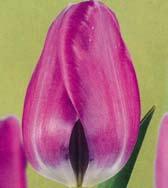 T2138 PRINS WILLEM ALEXANDER T2065 PURPLE FLAG T2096 PURPLE RAIN T2138 PRINS