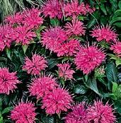 Z1658 BALMY ROSE Z1659 BALMY LILAC Z1463 SUGAR LACE Z0003 AMERICAN DREAM MONARDY Monardy,