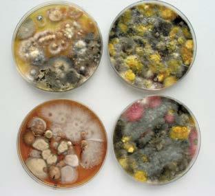 Stachybotrys, Fusarium, Rhizopus, Chaetomium a kvasinky z rodu Candida. Avšak pouze několik desítek z nich má vliv na lidské zdraví.